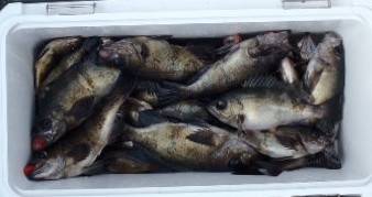 フィッシング　キッタカ 釣果