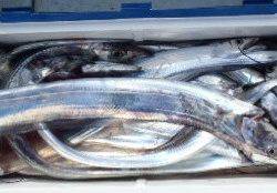 フィッシング　キッタカ 釣果