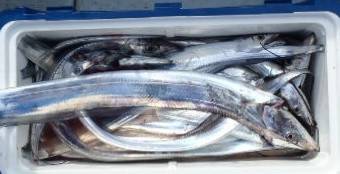 フィッシング　キッタカ 釣果