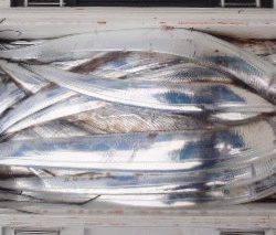 フィッシング キッタカ 釣果