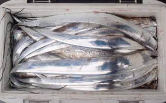 フィッシング キッタカ 釣果