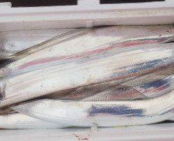 フィッシング キッタカ 釣果