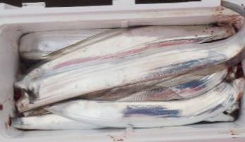 フィッシング キッタカ 釣果