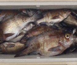 フィッシング キッタカ 釣果