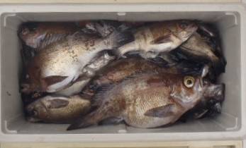 フィッシング キッタカ 釣果