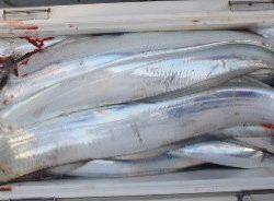 フィッシング キッタカ 釣果