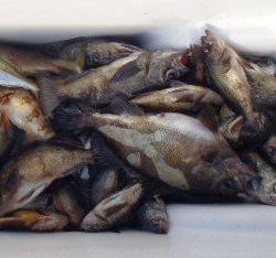 フィッシング　キッタカ 釣果