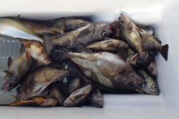 フィッシング　キッタカ 釣果