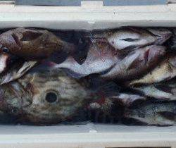 フィッシング　キッタカ 釣果