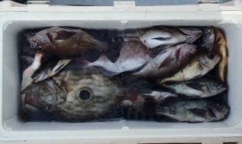 フィッシング　キッタカ 釣果