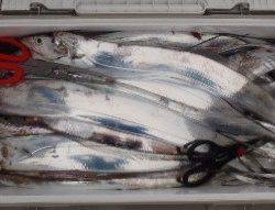 フィッシング　キッタカ 釣果