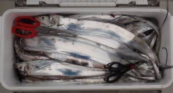 フィッシング　キッタカ 釣果