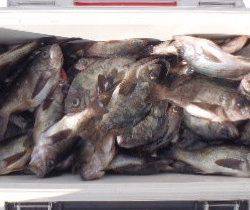 フィッシング　キッタカ 釣果