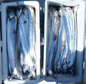 フィッシング キッタカ 釣果