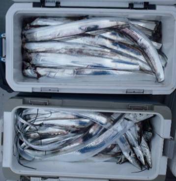 フィッシング キッタカ 釣果