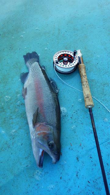 としまえんフィッシングエリア 釣果
