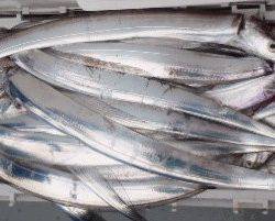 フィッシング　キッタカ 釣果