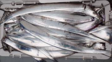 フィッシング　キッタカ 釣果