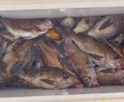 フィッシング キッタカ 釣果