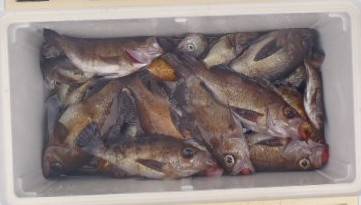 フィッシング キッタカ 釣果