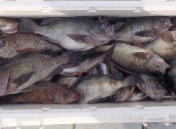 フィッシング　キッタカ 釣果