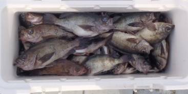 フィッシング　キッタカ 釣果