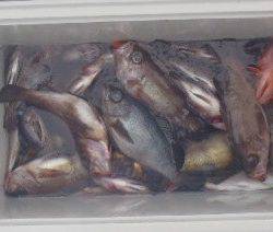 フィッシング キッタカ 釣果