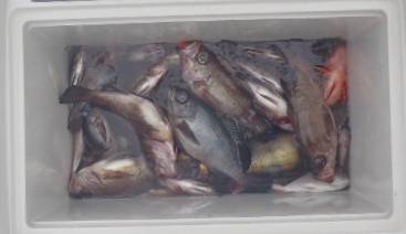 フィッシング キッタカ 釣果