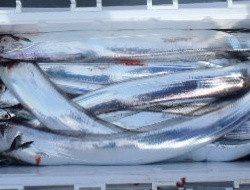 フィッシング　キッタカ 釣果