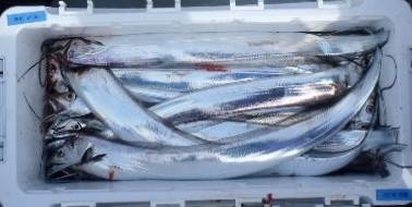 フィッシング　キッタカ 釣果