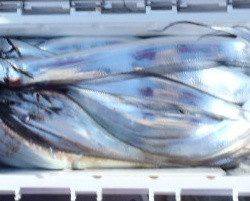 フィッシング キッタカ 釣果