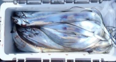 フィッシング キッタカ 釣果