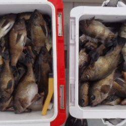 フィッシング キッタカ 釣果