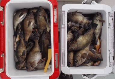 フィッシング キッタカ 釣果