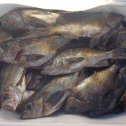 フィッシング　キッタカ 釣果