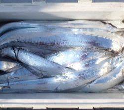 フィッシング キッタカ 釣果