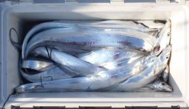 フィッシング キッタカ 釣果