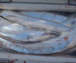 フィッシング キッタカ 釣果