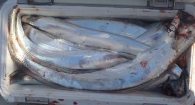 フィッシング キッタカ 釣果