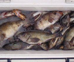 フィッシング キッタカ 釣果