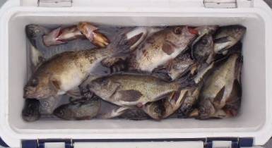 フィッシング　キッタカ 釣果