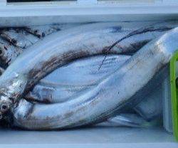 フィッシング　キッタカ 釣果