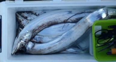 フィッシング　キッタカ 釣果