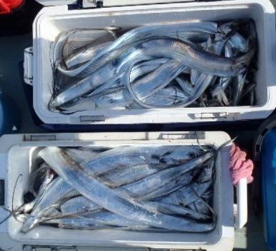 フィッシング　キッタカ 釣果