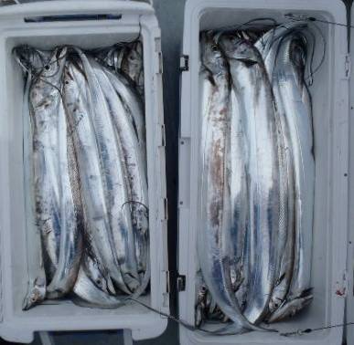 フィッシング キッタカ 釣果