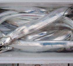 フィッシング キッタカ 釣果