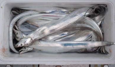 フィッシング キッタカ 釣果