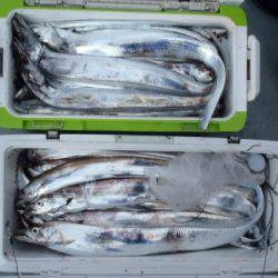 フィッシング キッタカ 釣果