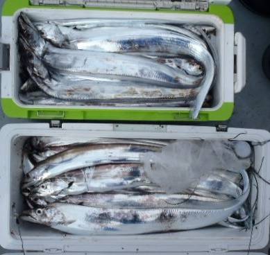 フィッシング キッタカ 釣果