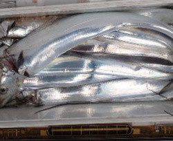 フィッシング キッタカ 釣果